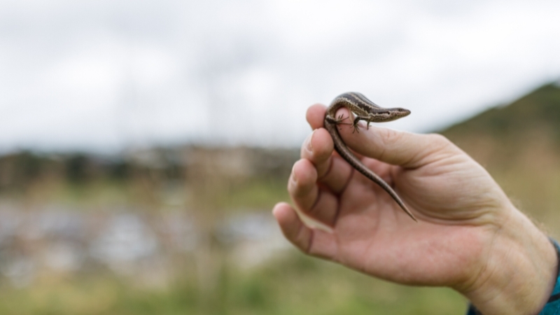 Lizard_relocation.jpg