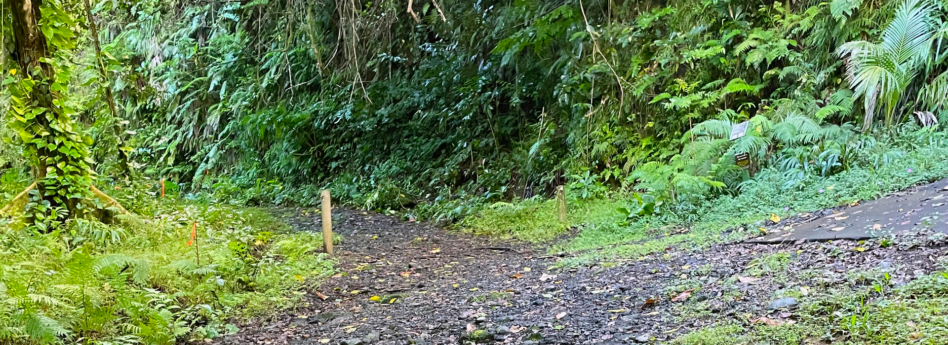 Mount Alava  Access Road Rehabilitation