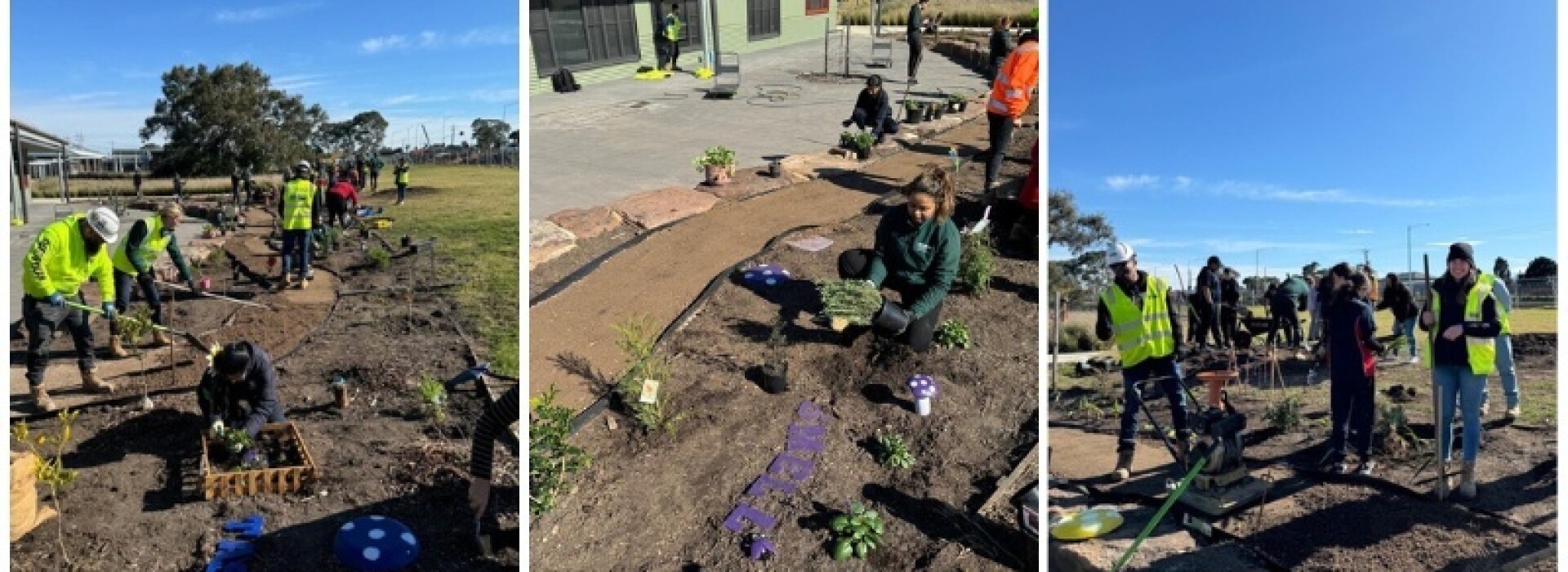 Sensory garden unearths college 'green thumbs'