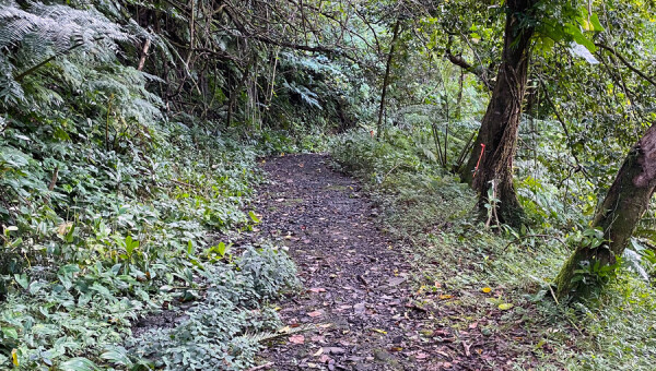 Mount Alava  Access Road Rehabilitation