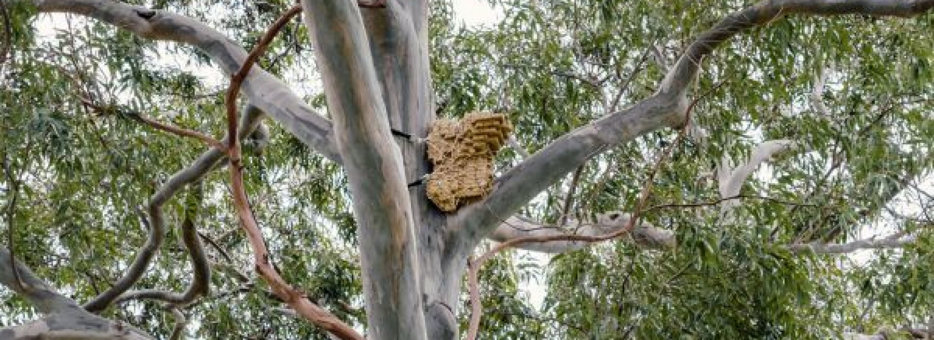 Prosthetic Tree Hollows - Melbourne University Collaboration